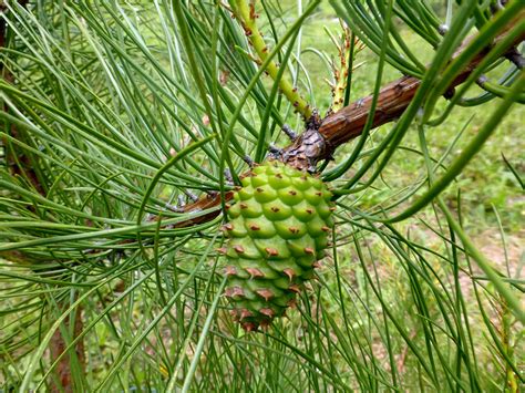 Pinus Rigida Mill 1768 PINACEAE Paco Garin Flickr