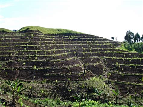 Proper Method In Cultivating A Sloping Area — Plant The Planet