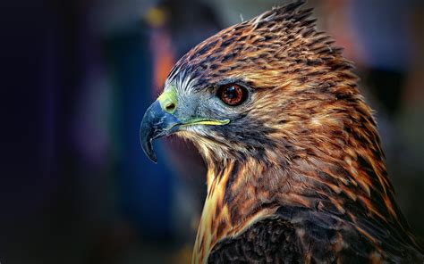 Download Animal Falcon Hd Wallpaper