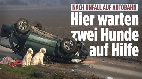 Zwei Hunde warten nach Unfall auf Hilfe neben überschlagenem Auto YouTube