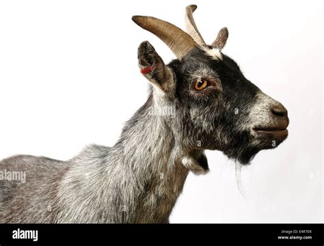 Side View Of Goat Hi Res Stock Photography And Images Alamy