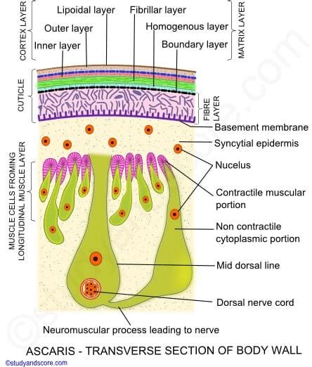 Ascaris lumbricoides: Habitat and Morphology Overview - Microbe Notes