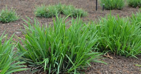 How To Grow Use And Care For Thinfruit Sedge Carex Flaccosperma Agric4profits