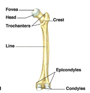 Condyle Bone Marking