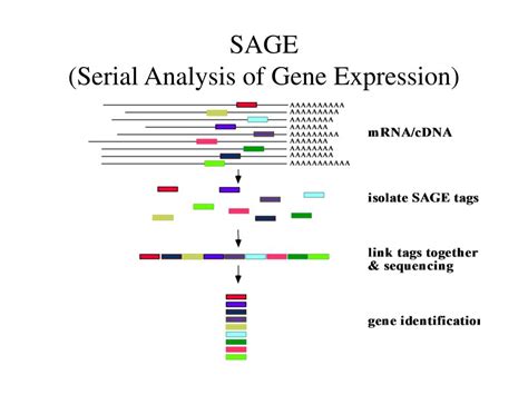 Ppt Computational Analysis Of Transcript Identification Using Genbank