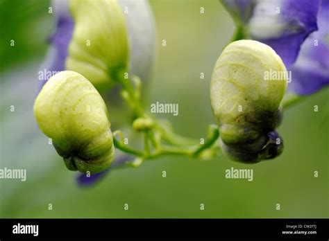 A Flowers Of Monkshood Aconitum Napellus Stock Photo Alamy