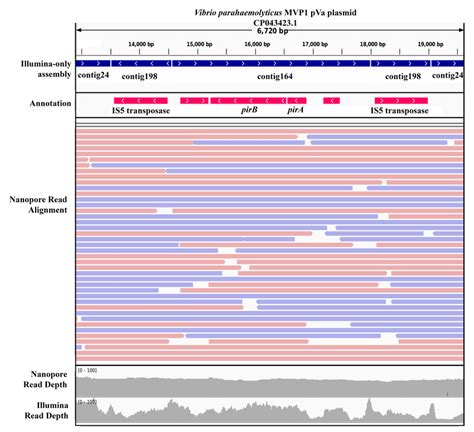 Alignment Of Illumina Assembled Contigs Illumina And Nanopore Reads To