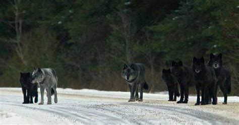 Yellowstone Wolves Actually Changed The Park's Rivers