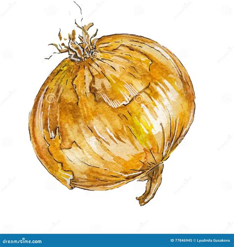 Onion Vegetable Clipart Simple Icon Onion Cartoon Vector Illustration