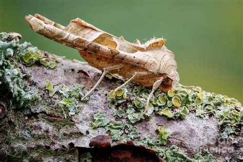 Angle Shades Moth 2 By Heath Mcdonald Science Photo Library