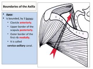 Axilla Brachial Plexus PPT