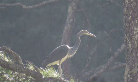 White Bellied Heron Stiftung Artenschutz