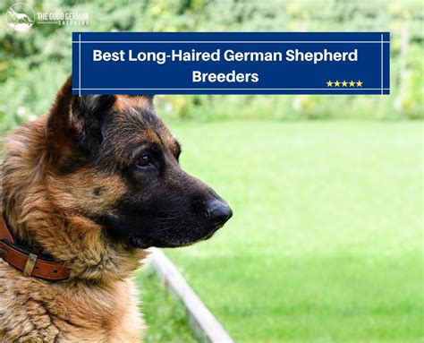 Best Long Haired German Shepherd Breeders The Good German Shepherd