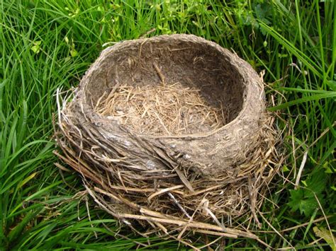 Nest In The Grass Stock Image Image Of Closeup Natural 16096531