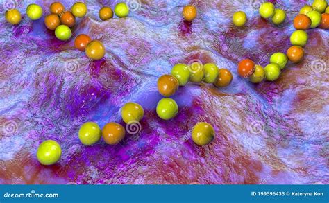 Bacterias Grampositivas Estreptococcus Pyogenes Stock De Ilustración Ilustración De