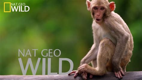 Promo NatGeo WILD YouTube