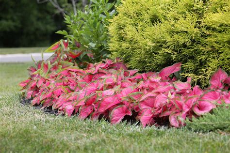 Landscaping Made Easy With Caladiums - Longfield Gardens