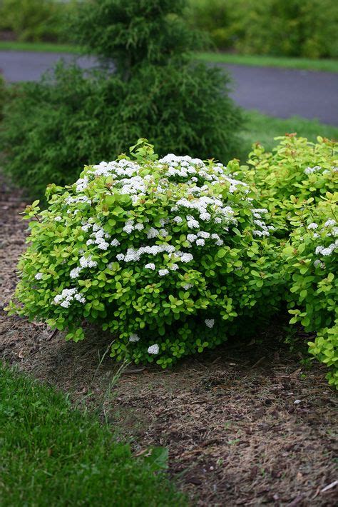 50+ Zone 3 ~ Shrubs ideas | shrubs, low maintenance shrubs, plants