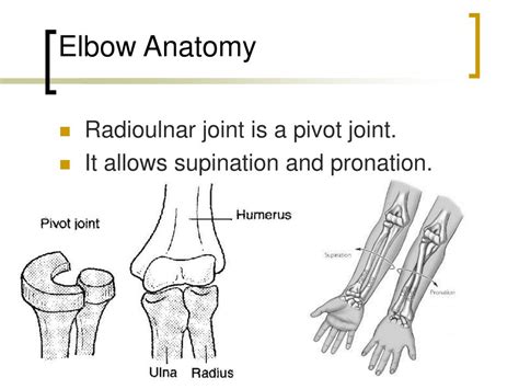 Ppt Elbow Joint Powerpoint Presentation Free Download Id645385