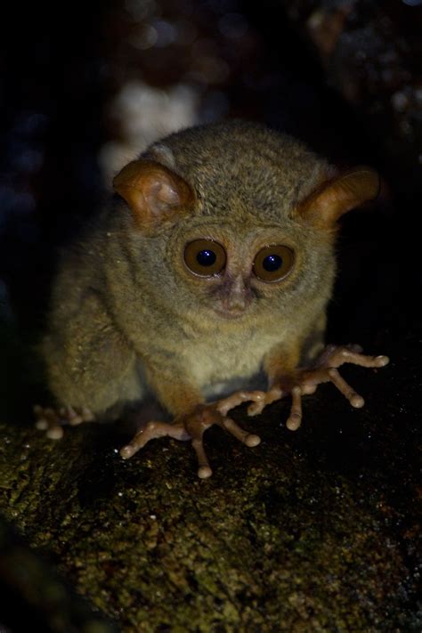 Spectral-Tarsier—cute – Chris Hill Wildlife Photography