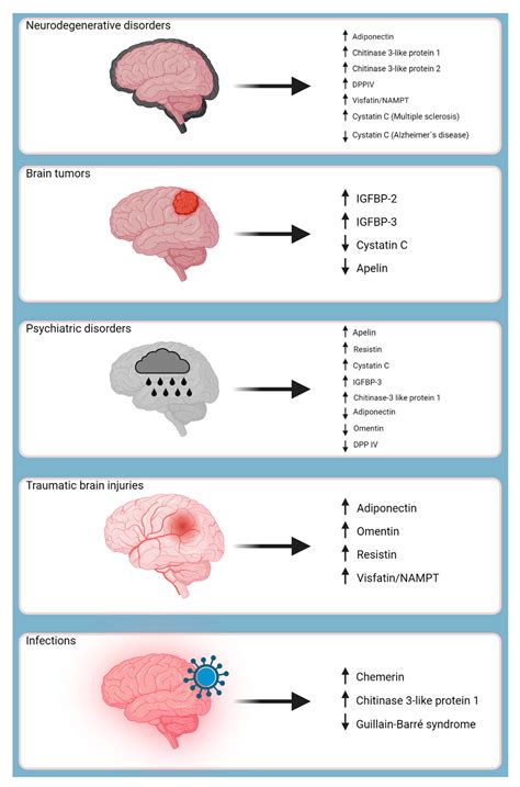 Ijms Free Full Text The Role Of Adipokines In The Pathologies Of The Central Nervous System