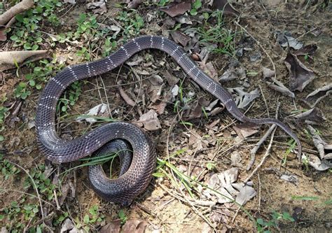 Snakes In India Snakes Of India