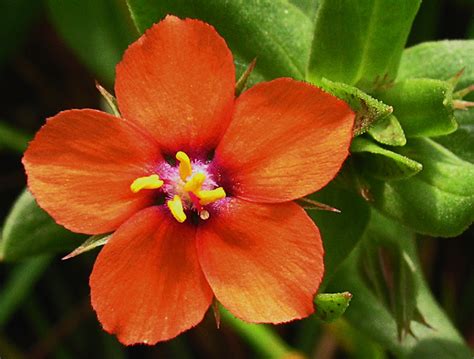 Nature My World Scarlet Pimpernel