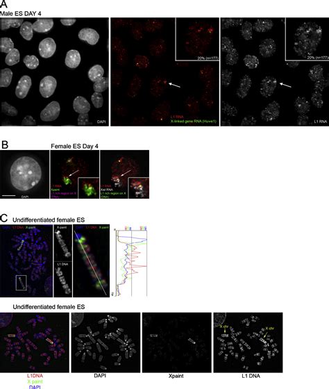 Line Activity In Facultative Heterochromatin Formation During X