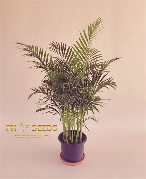 Areca Palm – Seedhat