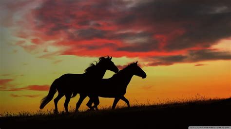 Wild Horses Wallpapers - Wallpaper Cave