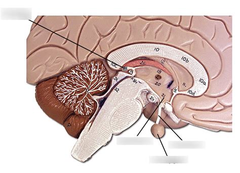 Pal Endocrine System Anatomical Model Diagram Quizlet