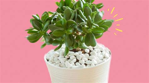 Feng Shui ¿dónde Colocar La Planta De Jade Para Atraer Buena Suerte Y