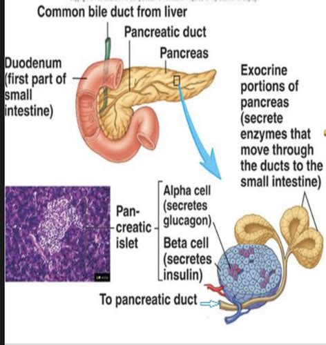 Lecture 31 32 Pancreas Insulin And Glucagon Flashcards Quizlet