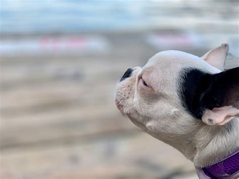 Cachorro Inquieto E Ofegante - Meu cachorro está ofegante e inquieto: o que fazer?