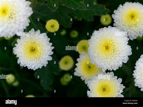 Closed Up Of White Chrysanthemum Flower With Yellow Center On Top View