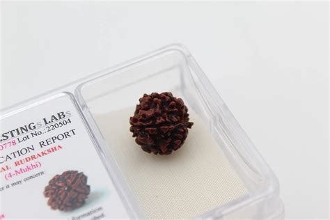 Dharmsaar 4 Mukhi Rudraksha Original Certified 4 Face Rudraksha Bead