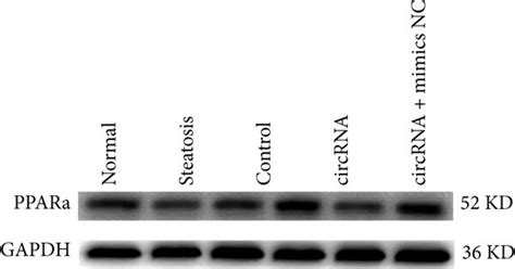 CircRNA 0046367 Normalization Abolishes The MiR 34a Induced Inhibition