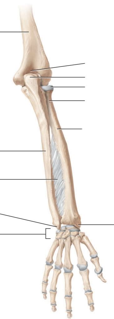 Posterior View Of The Upper Limb Diagram Quizlet