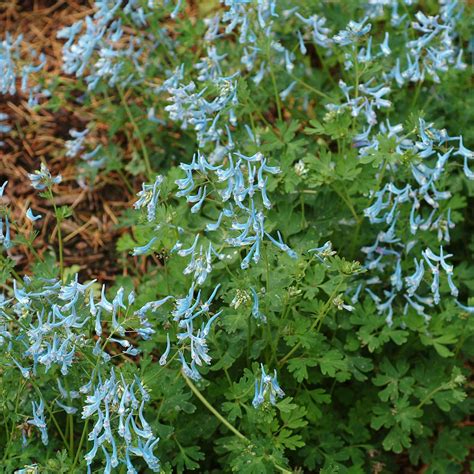 Corydalis ‘Blue Panda’ | TERRA NOVA® Nurseries, Inc.