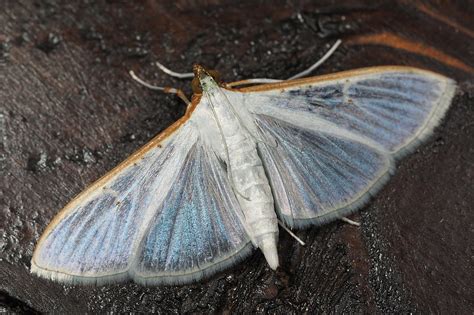 17 Stunning Blue Moths Pictures And Identification