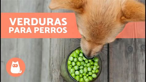 Las Mejores Verduras Para Perros Dosis Y Beneficios Youtube