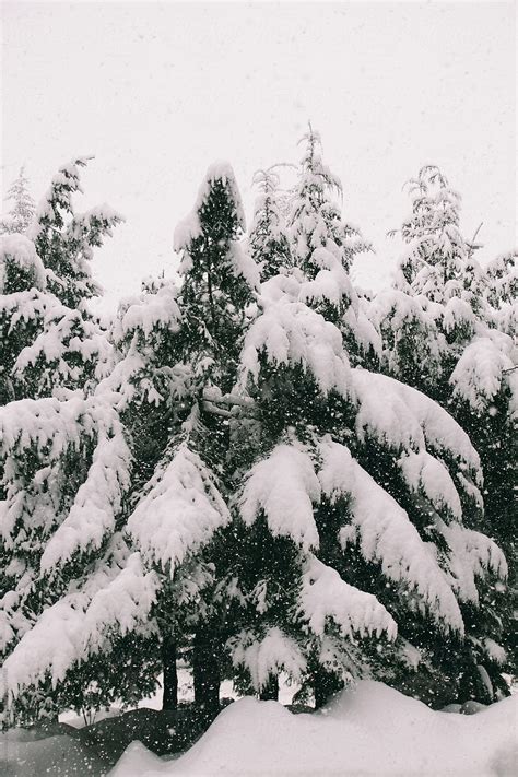 "Pine Trees Covered In Snow While Heavy Snowfall" by Stocksy ...