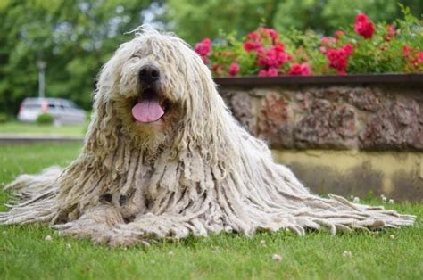 The Komondor Grooming Guide You Never Knew You Needed