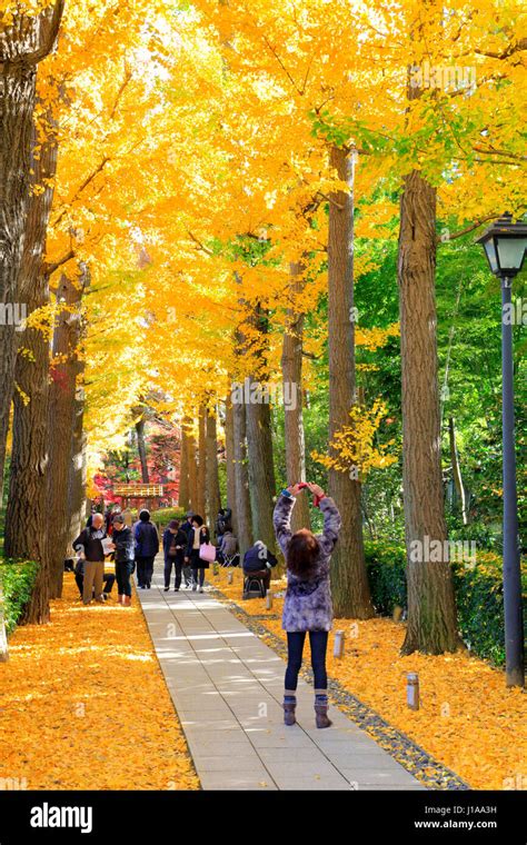 Avenida De Rboles Ginkgo En Oto O En Otaguro Koen Parque Suginami