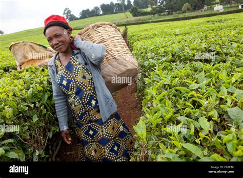 Workers pick tea leaves on a Unilver tea plantation in Kericho, Kenya ...