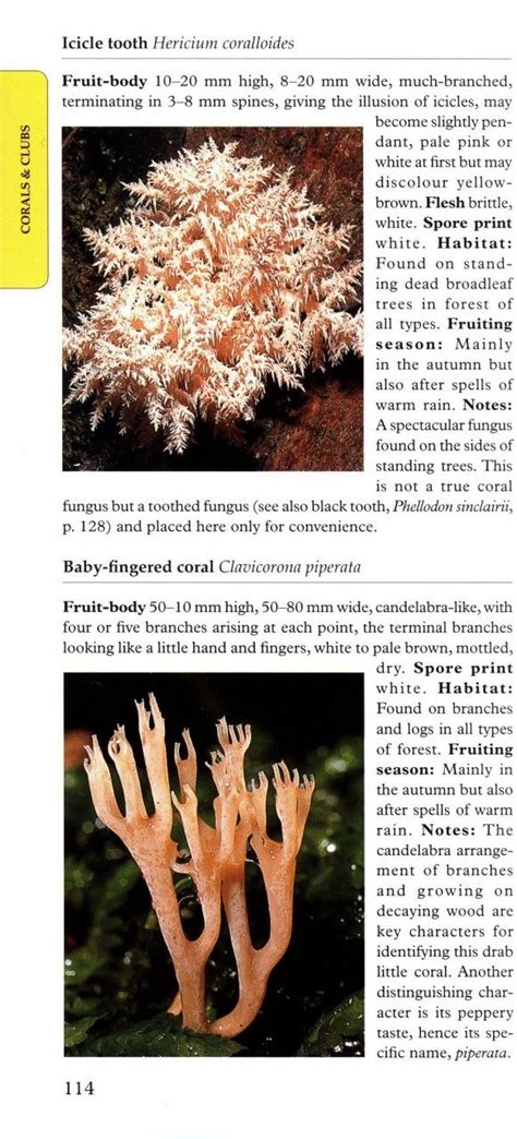 A Photographic Guide To Mushrooms And Other Fungi Of New Zealand Nhbs