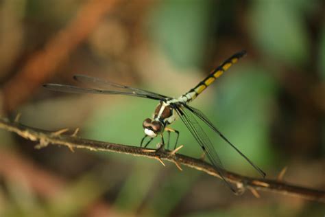 Golden Fly by Educaster on DeviantArt