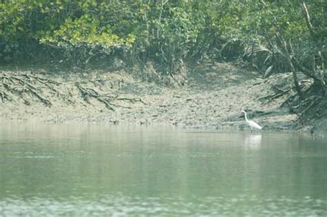 Book Sundarban Bengal Tourism Package Tour From Kolkata