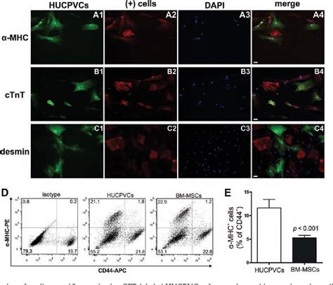 Figure From Human Umbilical Cord Perivascular Cells Exhibit Enhanced