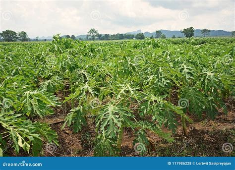 Causas De La Enfermedad De La Papaya Por El Virus Foto De Archivo